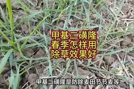甲基二磺隆，春季怎样用，除草效果好视频封面