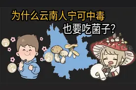 为什么云南人宁可中毒，也要吃菌子？