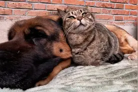 天太冷小猫不进屋，缠着狗子往怀里钻，猫狗依偎相互取暖