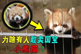 从4000元一只，到35万难求，小熊猫因”可爱“遭遇“灭顶之灾“？视频封面