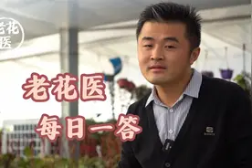 水苔有什么帮助？水仙黄叶怎么办？视频封面