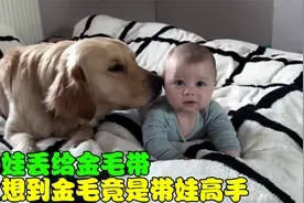 把宝宝丢给金毛带，没想到金毛竟是带娃高手，真是太有爱了！