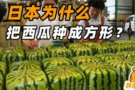 日本人为啥要种方形西瓜？一个西瓜近千元，方西瓜真的好吃吗？视频封面