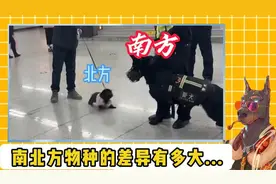 南北方物种差异这么夸张的吗，北方老鼠迷你可爱视频封面