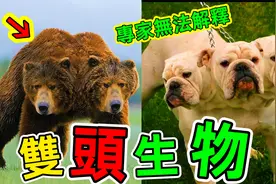 世界奇特的双头生物：第一名堪称科学奇迹，就连专家都无法解释视频封面
