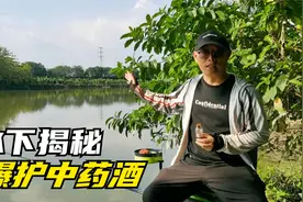 钓鲫鱼这4种中药材泡制的药酒，诱鱼效果好留鱼持久，结果很明显