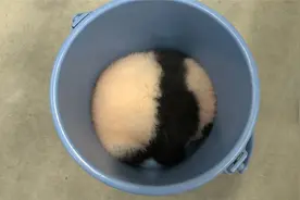 熊猫一头栽在塑料桶中，本以为发生了意外，饲养员一看直接笑了视频封面