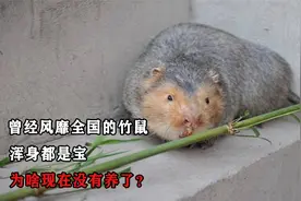 曾经风靡全国的竹鼠，浑身都是宝，为啥现在没人养了？