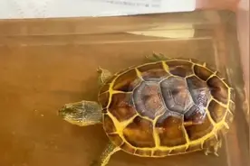 碘伏泡水治乌龟腐皮，小妙招大功效！赶紧学起来
