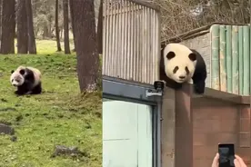 我国大熊猫野外种群总量近1900只，全球圈养大熊猫数量达728只视频封面