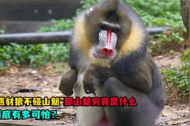 “宁遇豺狼，不碰山魈”，那山魈究竟是什么，它到底有多可怕？视频封面