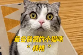 楼下的流浪猫一见到人就“装瘸”被发现还会不好意思，实在太可爱