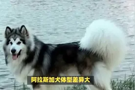 阿拉斯加犬体型差异大，公犬母犬体型不同