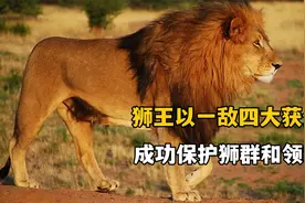 狮子中的最强王者，单枪匹马战胜四头雄狮，令鬣狗群闻风丧胆视频封面