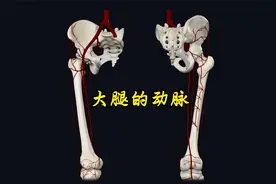 3D演示大腿动脉血供股动脉及其分支