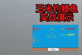用玉米如何快速钓上鲤鱼？实战演示三角窝钓法，钓友一看就会视频封面