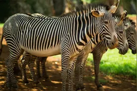斑马 zebra视频封面