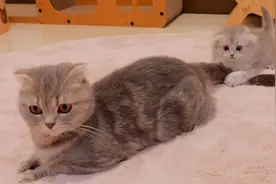 这就是咬了母猫尾巴的小猫的命运视频封面