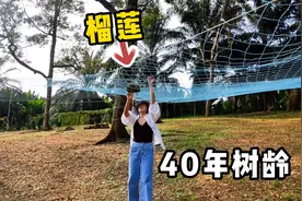 马来西亚种榴莲的都是华人，树龄越大味道越苦，当地人越喜欢视频封面