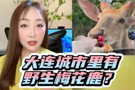 吃饭、睡觉、顶老头的“滨海路活爹”是啥？大连为何有野生梅花鹿