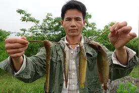 暗河钓上很多极品冷水河鱼，味道非常鲜美，你们吃过这种鱼吗视频封面