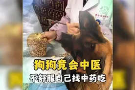 没想到狗狗竟然自带中医系统，不舒服时就会自己找中药吃！#狗狗视频封面
