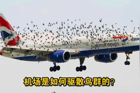 乘飞机托运的行李都经历过什么？机场五花八门的驱鸟手段，纪录片视频封面