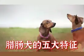 腊肠犬的五大特征视频封面