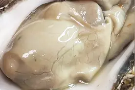 一口下去！根本下不去！视频封面