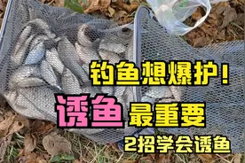 钓鱼想爆护，诱鱼很重要，这2个方法让鱼迅速进窝