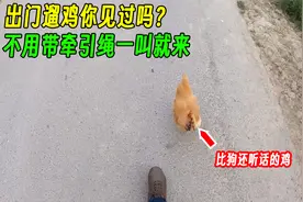 出门遛鸡你见过吗？从小养大的母鸡，真是比狗还听话！