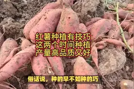 红薯种植小技巧，这两个时间种植，产量高品质又好视频封面