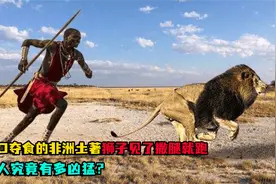 敢狮口夺食的非洲土著，狮子见了撒腿就跑，马赛人究竟有多凶猛视频封面
