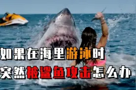 如果你在海里游泳时，遇到鲨鱼攻击该怎么办？真实案例告诉你答案视频封面