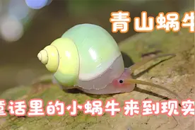 亚洲最好看的小蜗牛--青山蜗牛，好像仙人养的小宠物，太好看了视频封面