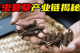 一斤售价近10万元，它究竟是动物还是植物，冬虫夏草产业链揭秘视频封面