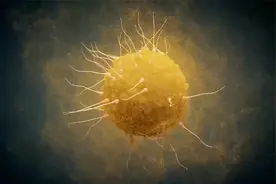 为什么男人不能怀孕？为什么女人有着最佳生育器官：子宫