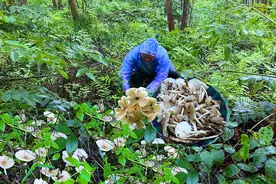 大雨过后，山林里百元一斤的鸡枞菌疯长，阿琪拔到手软，真过瘾