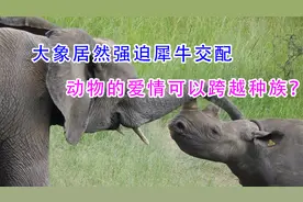 大象居然强迫犀牛交配，动物的爱情可以跨越种族？视频封面