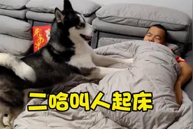 二哈叫主人起床有多疯狂？在主人身上狂踹不止，主人直呼好崩溃视频封面