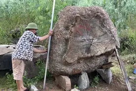 大爷不识货，将一坨巨型黄金树瘤200卖我，回家加工出来就卖了3千