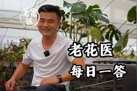 茉莉不长根怎么回事？花盆透气有多重要？视频封面