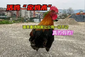 对着鸡的鼻子画条直线就能让它一动不动？这也太神奇了