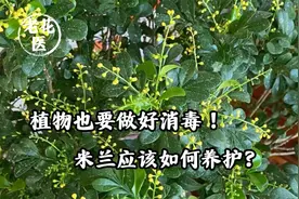 植物也要做好消毒！米兰应该如何养护？视频封面