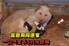 流浪狗闯进家里生娃，一口气诞下5只小奶狗，没想到越长越可爱