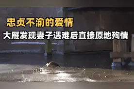 大雁发现妻子遇难后，直接原地殉情，原来这就是忠贞不渝的爱情！视频封面