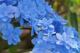 我心中的阿勒泰，小米手机微距拍摄，尽显高清微观世界植物王国！