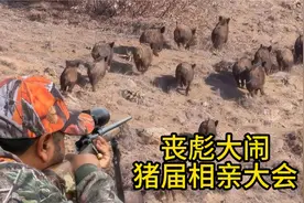 野猪王举办猪届相亲大会，丧彪大闹宴席视频封面