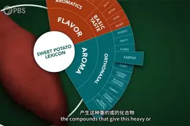 “红薯历史深度解析：从传入中国到走向世界！”视频封面