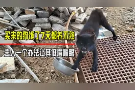 买来的狗饿了7天都养不熟，主人只用了一个办法，就让其低眉顺眼